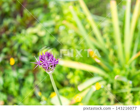 一個色彩繽紛、充滿活力的春季花園:一個多年生花園 一個色彩繽紛、充滿活力的春季花園:一個多年生花園 143216077