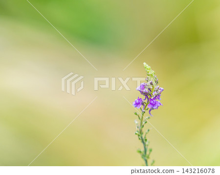 一個色彩繽紛、充滿活力的春季花園:一個多年生花園 一個色彩繽紛、充滿活力的春季花園:一個多年生花園 143216078