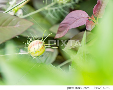 一個色彩繽紛、充滿活力的春季花園:一個多年生花園 一個色彩繽紛、充滿活力的春季花園:一個多年生花園 143216080