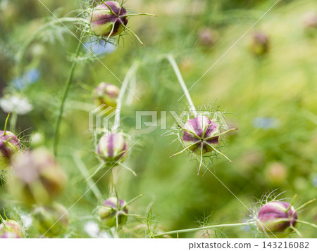一個色彩繽紛、充滿活力的春季花園:一個多年生花園 一個色彩繽紛、充滿活力的春季花園:一個多年生花園 143216082