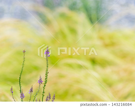 一個色彩繽紛、充滿活力的春季花園:一個多年生花園 一個色彩繽紛、充滿活力的春季花園:一個多年生花園 143216084
