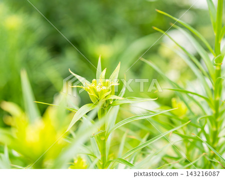 A colorful and cheerful spring flower garden: a perennial garden A colorful and cheerful spring flower garden: a perennial garden 143216087