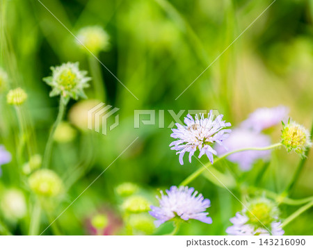 一個色彩繽紛、充滿活力的春季花園:一個多年生花園 一個色彩繽紛、充滿活力的春季花園:一個多年生花園 143216090