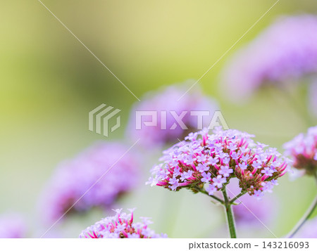一個色彩繽紛、充滿活力的春季花園:一個多年生花園 一個色彩繽紛、充滿活力的春季花園:一個多年生花園 143216093