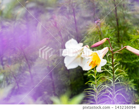 一個色彩繽紛、充滿活力的春季花園:一個多年生花園 一個色彩繽紛、充滿活力的春季花園:一個多年生花園 143216094