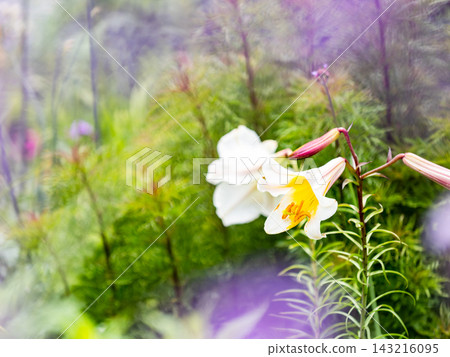 A colorful and cheerful spring flower garden: a perennial garden A colorful and cheerful spring flower garden: a perennial garden 143216095