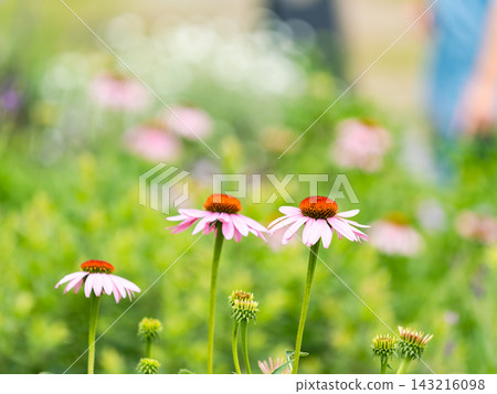 A colorful and cheerful spring flower garden: a perennial garden A colorful and cheerful spring flower garden: a perennial garden 143216098