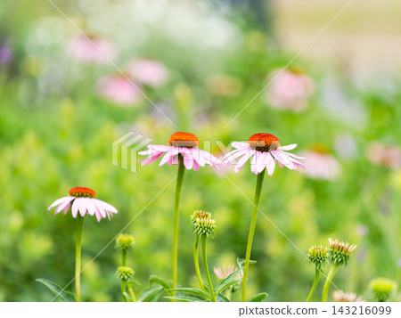 A colorful and cheerful spring flower garden: a perennial garden A colorful and cheerful spring flower garden: a perennial garden 143216099