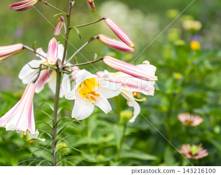 一個色彩繽紛、充滿活力的春季花園:一個多年生花園 一個色彩繽紛、充滿活力的春季花園:一個多年生花園 143216100
