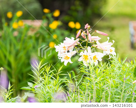 一個色彩繽紛、充滿活力的春季花園:一個多年生花園 一個色彩繽紛、充滿活力的春季花園:一個多年生花園 143216101
