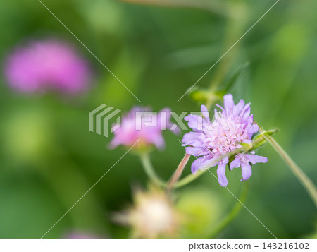 一個色彩繽紛、充滿活力的春季花園:一個多年生花園 一個色彩繽紛、充滿活力的春季花園:一個多年生花園 143216102