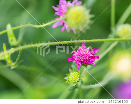 一個色彩繽紛、充滿活力的春季花園:一個多年生花園 一個色彩繽紛、充滿活力的春季花園:一個多年生花園 143216103