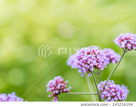 一個色彩繽紛、充滿活力的春季花園:一個多年生花園 一個色彩繽紛、充滿活力的春季花園:一個多年生花園 143216104