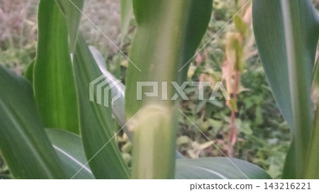 green corn flower in the field green corn flower in the field 143216221