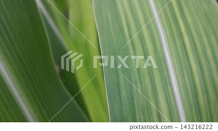 green grass with water drops green grass with water drops 143216222