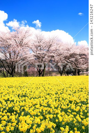 岩井海濱公園的櫻花和水仙花 143216247
