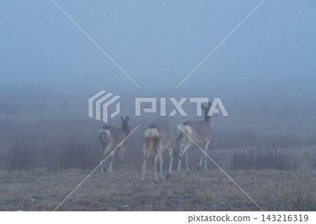 Ezo deer walking through the morning mist Ezo deer walking through the morning mist 143216319