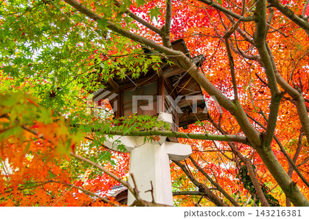[Kanagawa Prefecture] Vibrant autumn leaves and lanterns at Kamakura Shrine 143216381