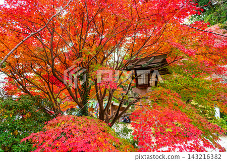 【神奈川縣】鎌倉神社絢麗的秋葉與燈籠 【神奈川縣】鎌倉神社絢麗的秋葉與燈籠 143216382