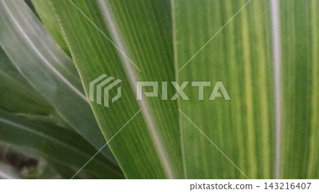 close up of corn close up of corn 143216407