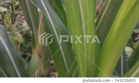 Fresh Green Corn Leaf Detail with Natural Vertical Lines Texture Fresh Green Corn Leaf Detail with Natural Vertical Lines Texture 143216683