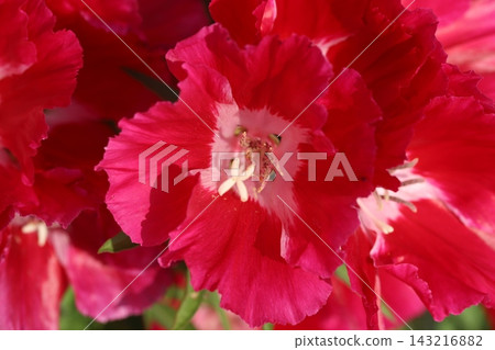 Red godetia flowers blooming in the spring park Red godetia flowers blooming in the spring park 143216882