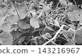 black and white leaves on the tree black and white leaves on the tree 143216967