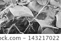 Black and White Abstract Spider Web on Garden Leaves Texture Black and White Abstract Spider Web on Garden Leaves Texture 143217022