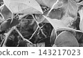 Abstract Black and White Spiderweb Netting Across Garden Plant Abstract Black and White Spiderweb Netting Across Garden Plant 143217023