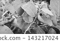 High Contrast Black and White Cobweb Pattern on Plant Leaves High Contrast Black and White Cobweb Pattern on Plant Leaves 143217024