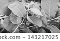 Monochrome Macro View of Spider Web Overlapping Garden Foliage Monochrome Macro View of Spider Web Overlapping Garden Foliage 143217025