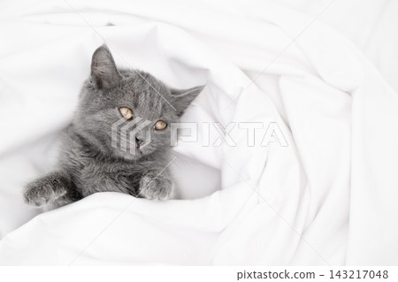 Cute British Shorthair gray kitten lying on a white blanket Cute British Shorthair gray kitten lying on a white blanket 143217048