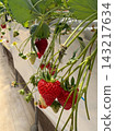 Strawberry picking 143217634