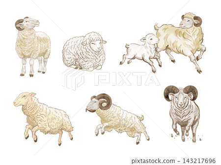 Sheep Illustration Set 02 Sheep Illustration Set 02 143217696