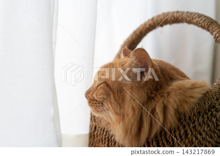 Cat sleeping by the window Tea tabby cat Cat sleeping by the window Tea tabby cat 143217869