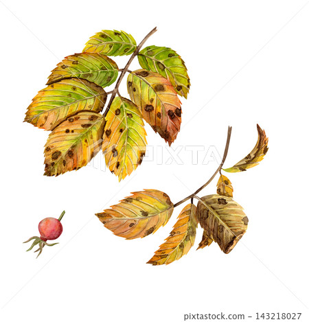 A watercolor illustration featuring yellow rosehip leaves with red berries on a white background A watercolor illustration featuring yellow rosehip leaves with red berries on a white background 143218027
