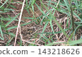 Fresh Green Grass Field Texture in Natural Daylight Fresh Green Grass Field Texture in Natural Daylight 143218626