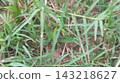 Close-up Shot of Lush Green Lawn Blades in Outdoor Garden Close-up Shot of Lush Green Lawn Blades in Outdoor Garden 143218627