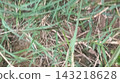 Vibrant Green Grass Leaves Texture in Outdoor Field Vibrant Green Grass Leaves Texture in Outdoor Field 143218628