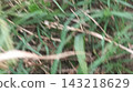 Natural Green Grass Background with Soft Focus Ground Detail Natural Green Grass Background with Soft Focus Ground Detail 143218629