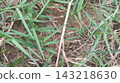 Dense Fresh Green Grass Blades in Daylight Meadow Dense Fresh Green Grass Blades in Daylight Meadow 143218630