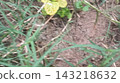 flower of young plant flower of young plant 143218632