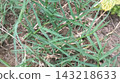 yellow flower in the garden yellow flower in the garden 143218633