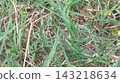 green grass in the forest green grass in the forest 143218634