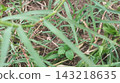 green grass on the ground green grass on the ground 143218635