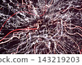Light traces of fireworks 143219203