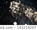 Light traces of fireworks 143219207