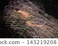 Light traces of fireworks 143219208