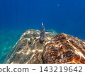 Underwater photograph of a snapper (Lethrinus nebulosus) swimming between rocks. 143219642