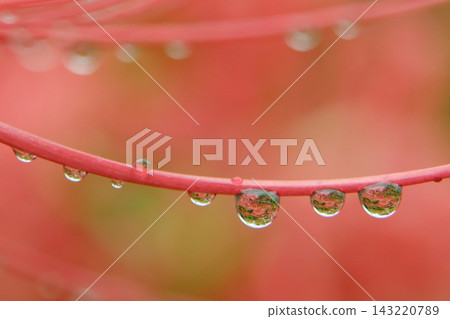 雨後,閃閃發光的雨滴附著在彼岸花上,這是微距攝影作品。 雨後,閃閃發光的雨滴附著在彼岸花上,這是微距攝影作品。 143220789